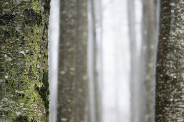 Alberi e nebbia sul monte Amiata
