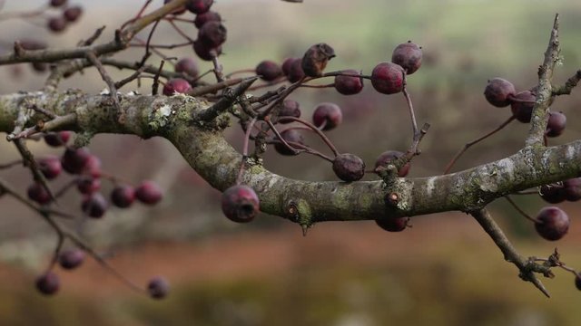 Hawthorn branch with berries blowing in the wind with a moorland background in windy conditions.