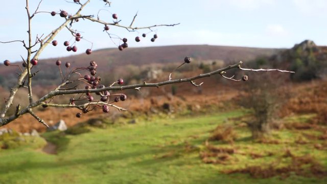Hawthorn branch with berries blows in wind, field and bracken moorland in the background