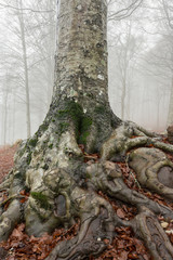 Alberi e nebbia sul monte Amiata
