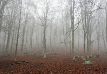 Alberi e nebbia sul monte Amiata