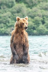Fototapeta premium Ruling the landscape, brown bears of Kamchatka (Ursus arctos beringianus)