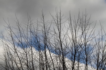 Dry branches in the blue sky during winter	