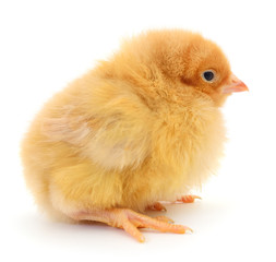 Small yellow chicken