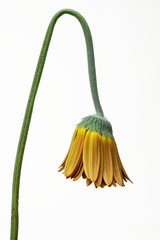fiore appassito di gerbera su fondo bianco