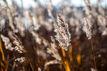 Selective soft focus of dry grass, reeds, stalks blowing in the wind at golden sunset, blurred lake on background,