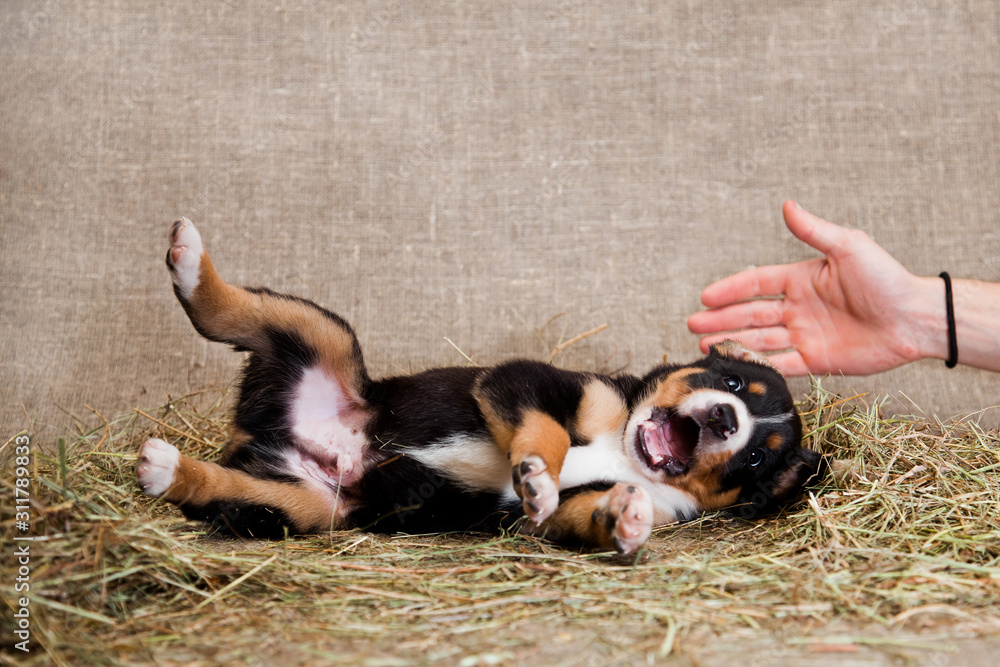 Canvas Prints Little puppy entlebucher mountain dog lying around