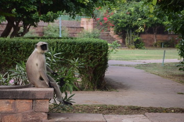 Waiting monkey