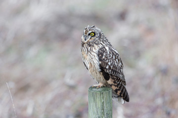 Short eared owl