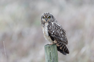 Short eared owl