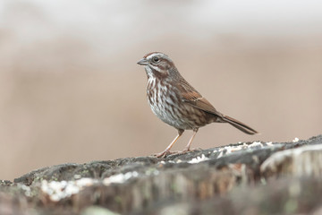 song sparrow bird