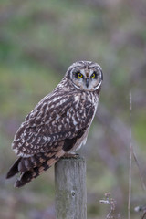 Short eared owl
