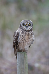 Short eared owl