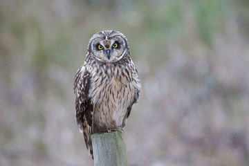 Short eared owl