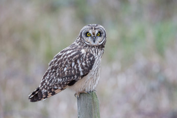 Short eared owl