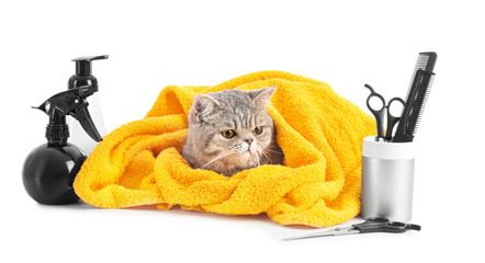 Cute cat with towel and grooming tools on white background