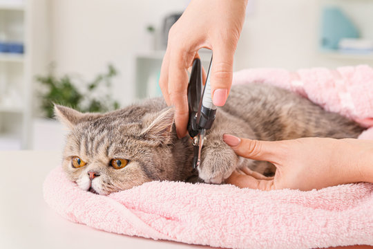 Groomer trimming cat's claws in salon