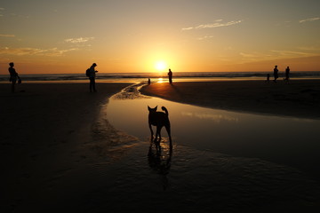 Sunset over the pacific in Guanacaste Costa Rica with a dog wading through the tide pool in the foreground