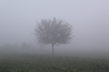 tree in the fog