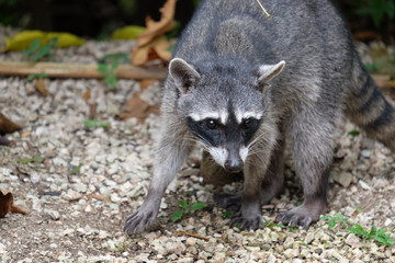Obraz premium A raccoon came out of the jungle in Costa Rica and sits on the gravel of the driveway