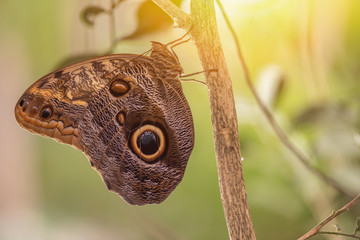butterfly on leaf. Caligo eurilochos.