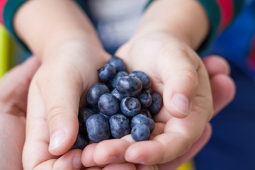 a handful of blueberries in the hands of a child. Children's hands in the father's palm.