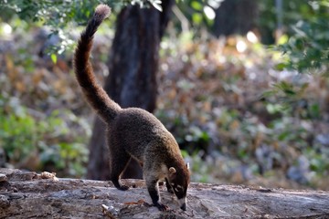 A pesote, coati mundi in Costa Rica, looking for food
