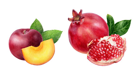 Pomegranate plum watercolor isolated on white background