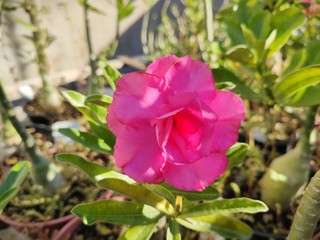 pink rose in the garden