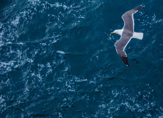 Fototapeta na wymiar gull flies over the sea