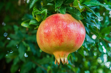 ripe pomegranate on a tree