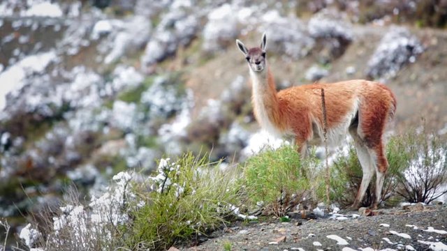 Medium shot of a llama looking at camera