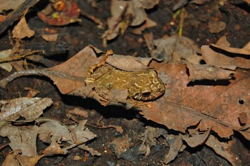 Rana en la selva amazónica ecuador anfibio