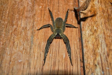 Selva Ecuatoriana Ecuador