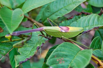 Selva Ecuador Insectos Camuflaje