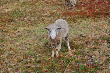 Chucchilan - Ecuador