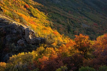 Autumn Mountainside