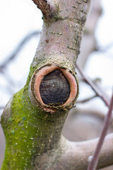 Healing apple trees after trimming a branch. Seasonal works on the formation of a young apple orchard.