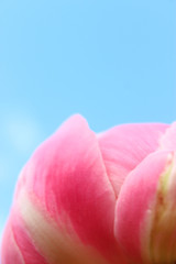 Obraz premium Pink Peony Petal