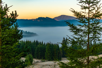 Fototapeta na wymiar Beautiful foggy sunrise in mountains, countryside scenery with tall spruce trees on the meadow, Romania