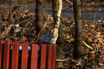 Squirrel Trash Can