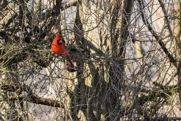 cardinal2