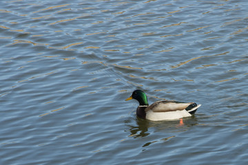 duck in pond
