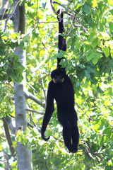 Monkey hanging from a tree