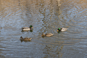 ducks in pond