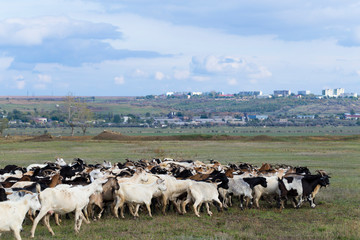 Obraz premium A herd of goats and sheep. Animals graze in the meadow. Pastures of Europe.