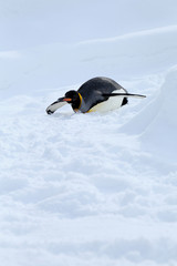 キングペンギン