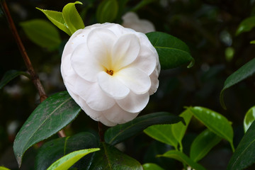  japanese camellia beautiful white flowers in the garden