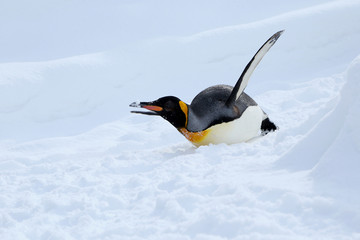 キングペンギン