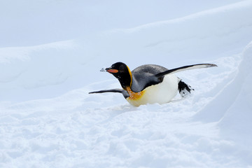 キングペンギン